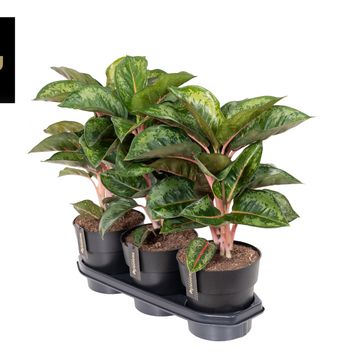 Аглаонема 'Camo Rubina'