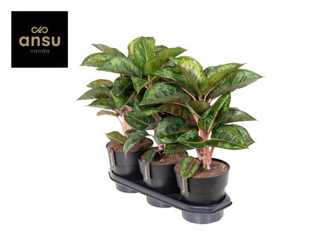 Аглаонема 'Camo Rubina'