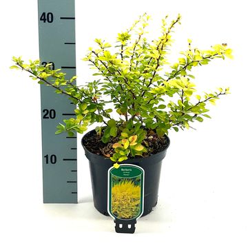 Berberis thunbergii 'Aurea'