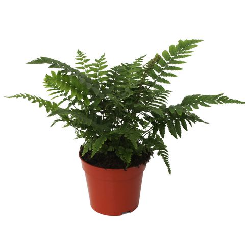 Dryopteris atrata