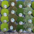 Plantas perenes MIX