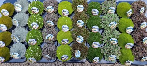 Plantes vivaces MIX