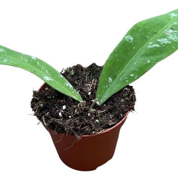 Hoya kaikoana 'Splash'