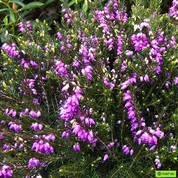 Erica x darleyensis 'Spring Surprise'