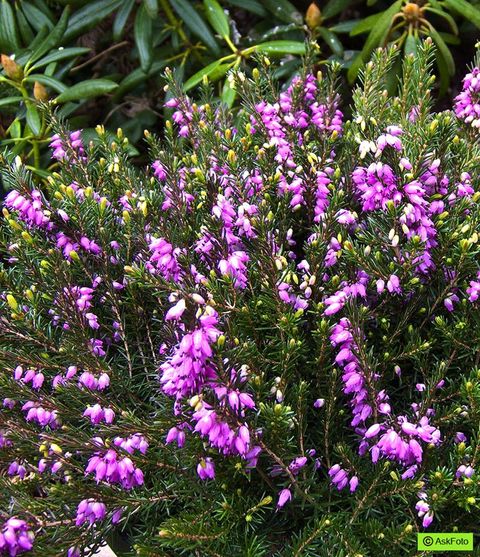 Erica x darleyensis 'Spring Surprise'