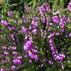 Erica x darleyensis 'Spring Surprise'