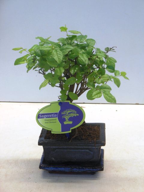 Sageretia thea