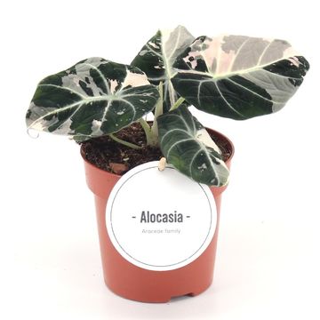 Alocasia 'Black Velvet Pink Variegata'
