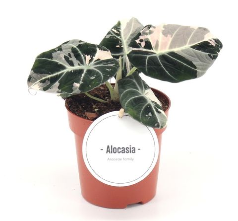 Alocasia 'Black Velvet Pink Variegata'