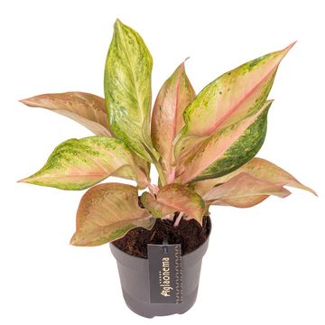 Aglaonema 'Guave Pink'