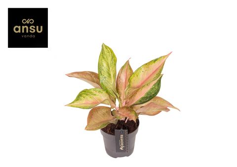 Aglaonema 'Guave Pink'