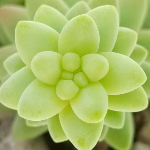 Sedum burrito