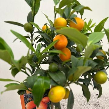 Citrus margarita 'Nagami'