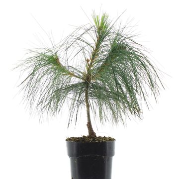 Pinus strobus 'Fastigiata'