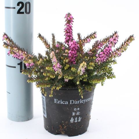 Erica x darleyensis 'Kramer's Rote'