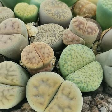 Lithops