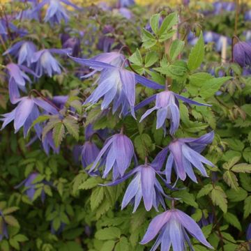 Clematis 'Wesselton' (A)