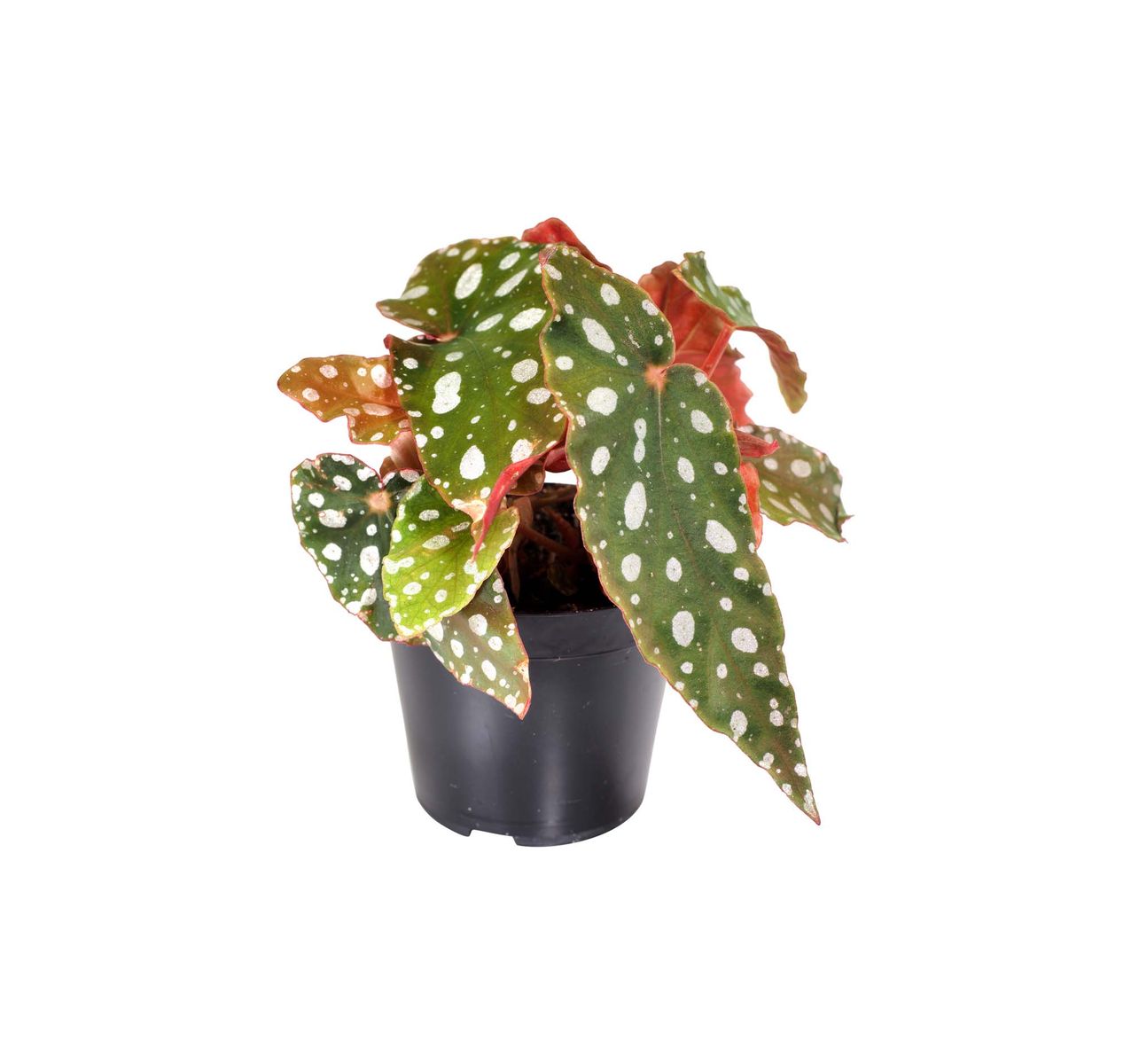 Begonia Maculata For Sale