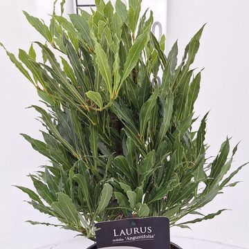 Laurus nobilis 'Angustifolia'
