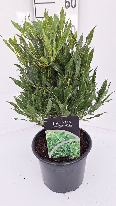 Laurus nobilis 'Angustifolia'