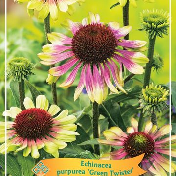 Echinacea purpurea 'Green Twister'