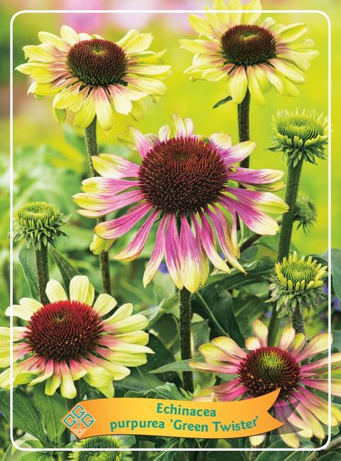 Echinacea purpurea 'Green Twister'