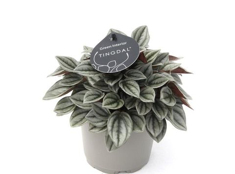 Peperomia caperata 'Napoli Nights'