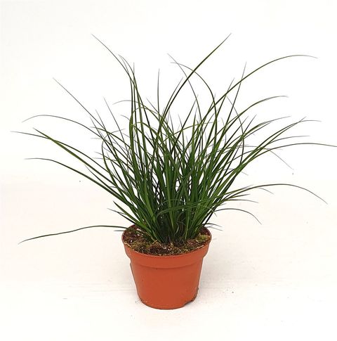 Carex brunnea