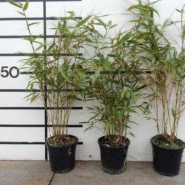 Fargesia robusta 'Pingwu'