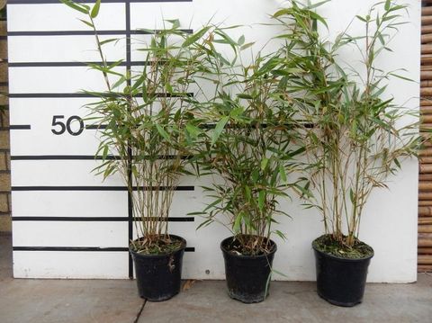 Fargesia robusta 'Pingwu'
