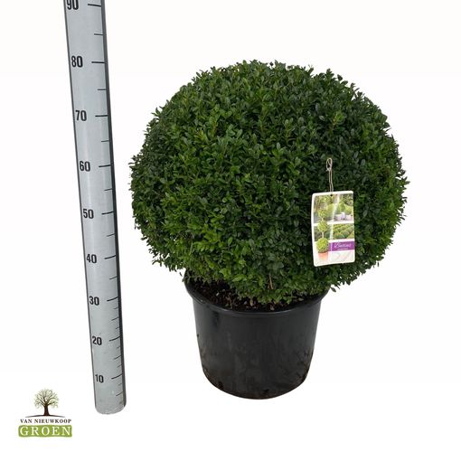 Buxus sempervirens