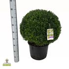 Buxus sempervirens