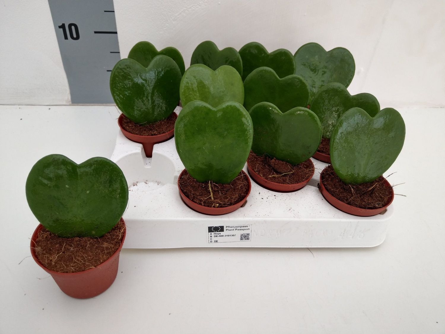 hoya-kerrii-plant-wholesale-floraccess