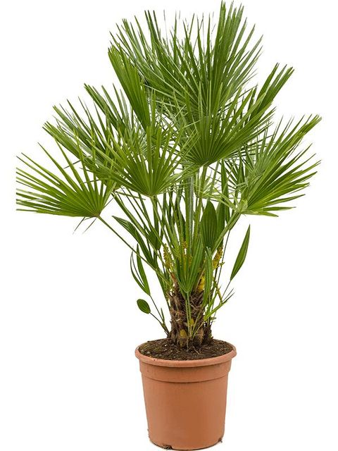 Chamaerops humilis