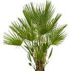 Chamaerops humilis