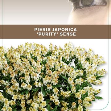 Pieris japonica 'Purity'