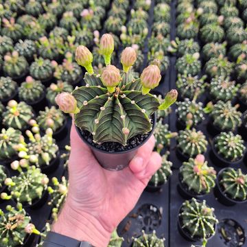 Gymnocalycium mihanovichii GREEN STRIPE
