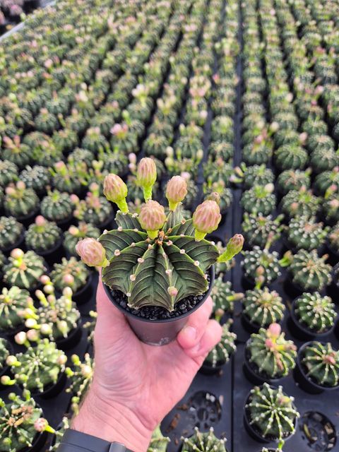 Gymnocalycium mihanovichii GREEN STRIPE