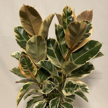 Ficus elastica 'Tineke'