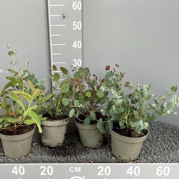 Eucalyptus MIX