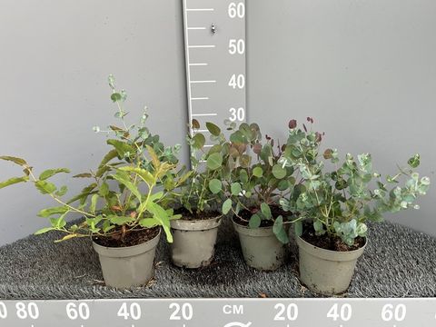 Eucalyptus MIX