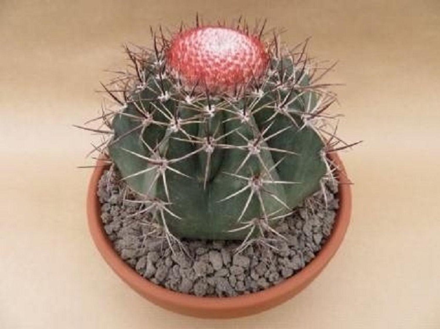 Melocactus bahiensis  Plant Wholesale FlorAccess