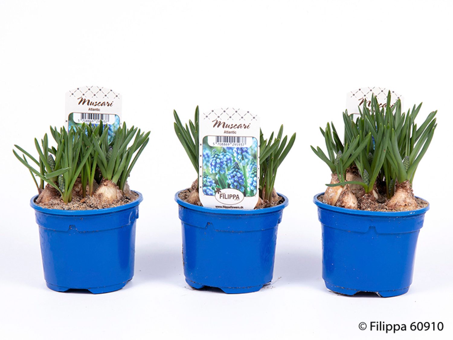 Muscari 'Atlantic' — Plant Wholesale FlorAccess