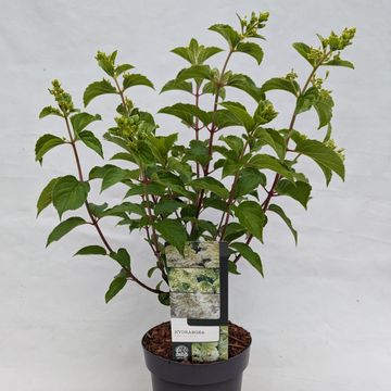 Hydrangea paniculata 'Unique'