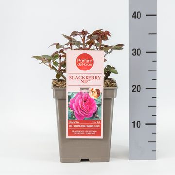Rosa BLACKBERRY NIP
