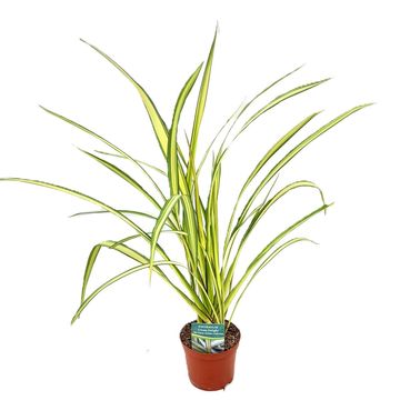 Phormium cookianum 'Cream Delight'