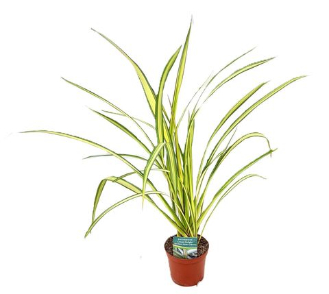 Phormium cookianum 'Cream Delight'