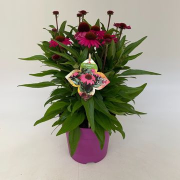 Echinacea purpurea