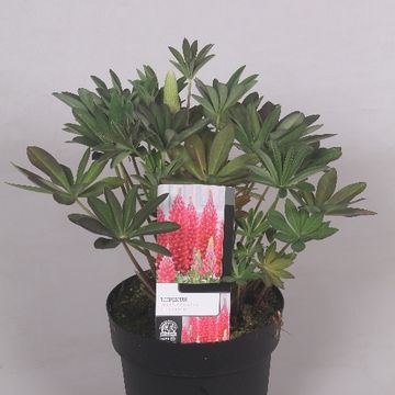 Lupinus WEST COUNTRY MIX