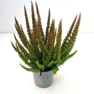 Calluna vulgaris SKYLINE PRETORIA